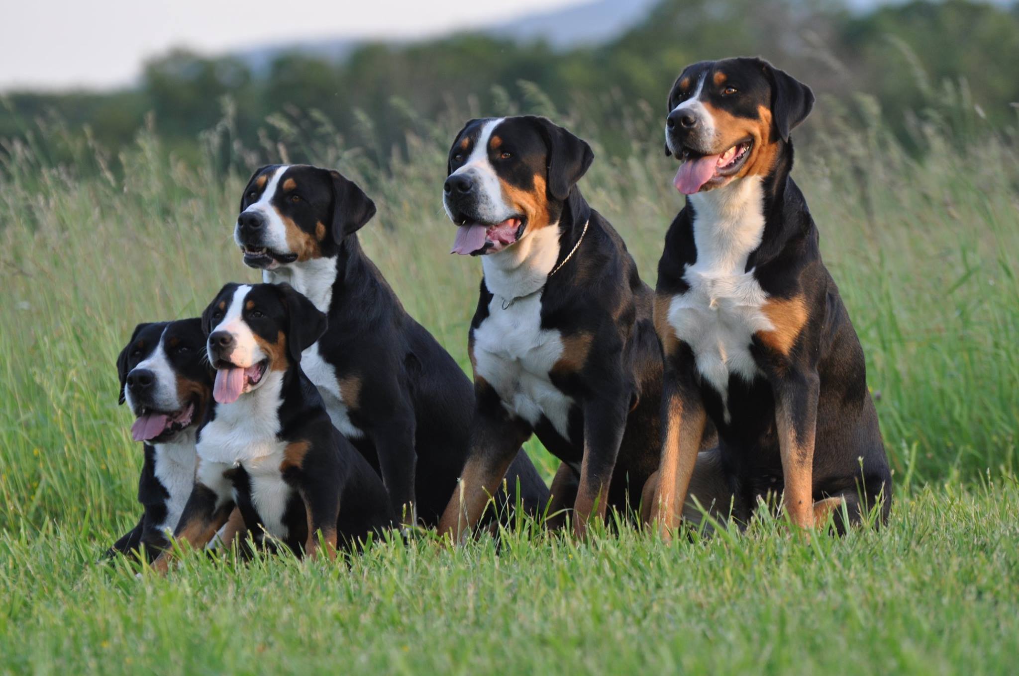 Greater Swiss Mountain Dog Vs Bernese: Which is the Ultimate Companion?