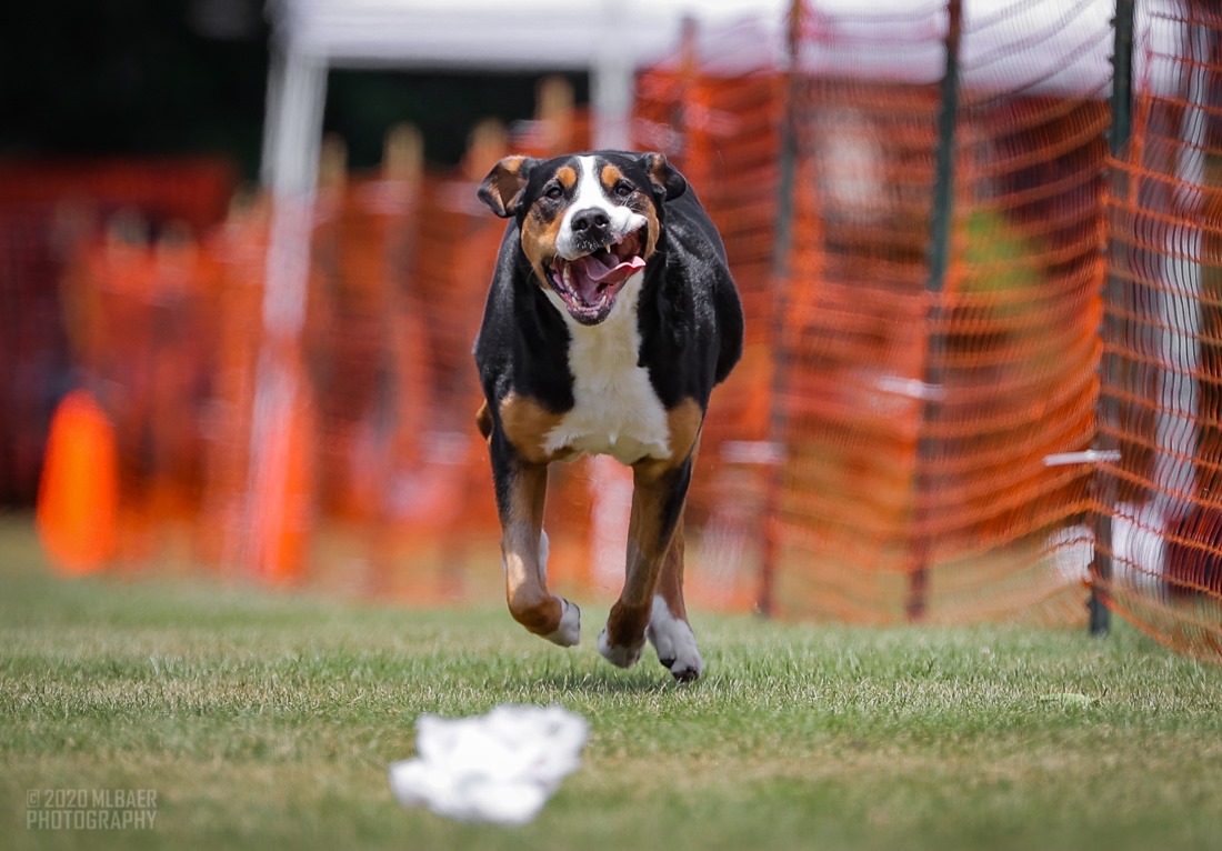 Fast Cat Track Dogs Double Q’s Double Olive Martini “Ollie” Matterhorn’s Grasshopper Quiet ...