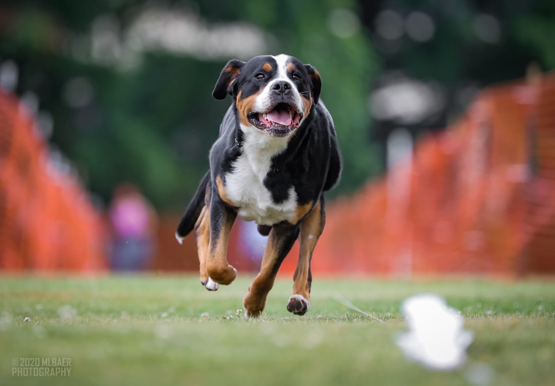 Fast Cat Track Dogs Double Q’s Double Olive Martini “Ollie” Matterhorn’s Grasshopper Quiet ...