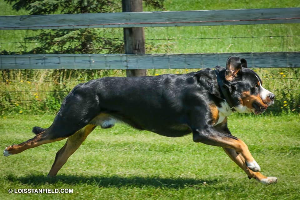 Fast Cat Track Dogs Double Q’s Double Olive Martini “Ollie” Matterhorn’s Grasshopper Quiet ...